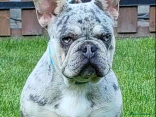 Bulldog Francés perros Bulldog francés adulta - Anuncio 5