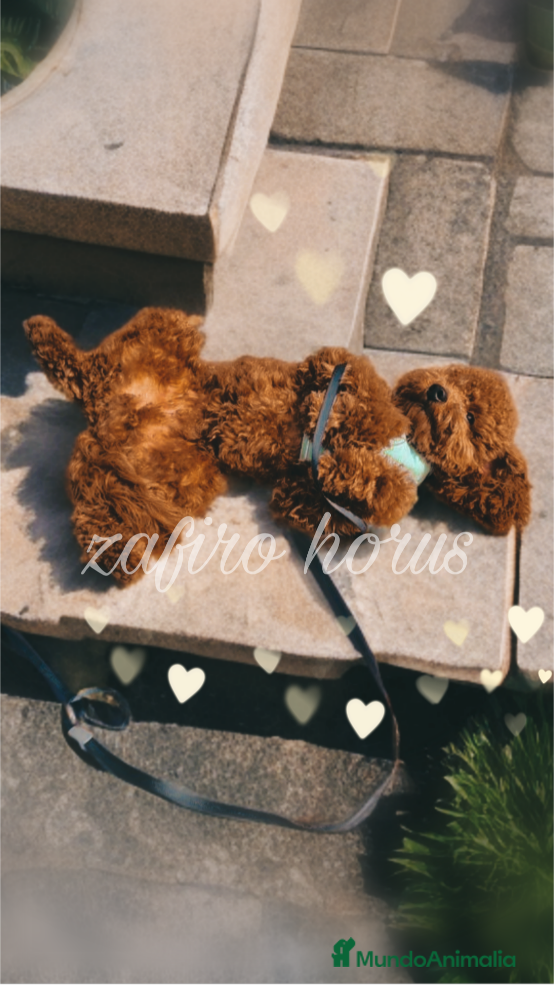 Caniche Toy perros en venta: Caniche rojo ❤️❤️ - Imagen 4