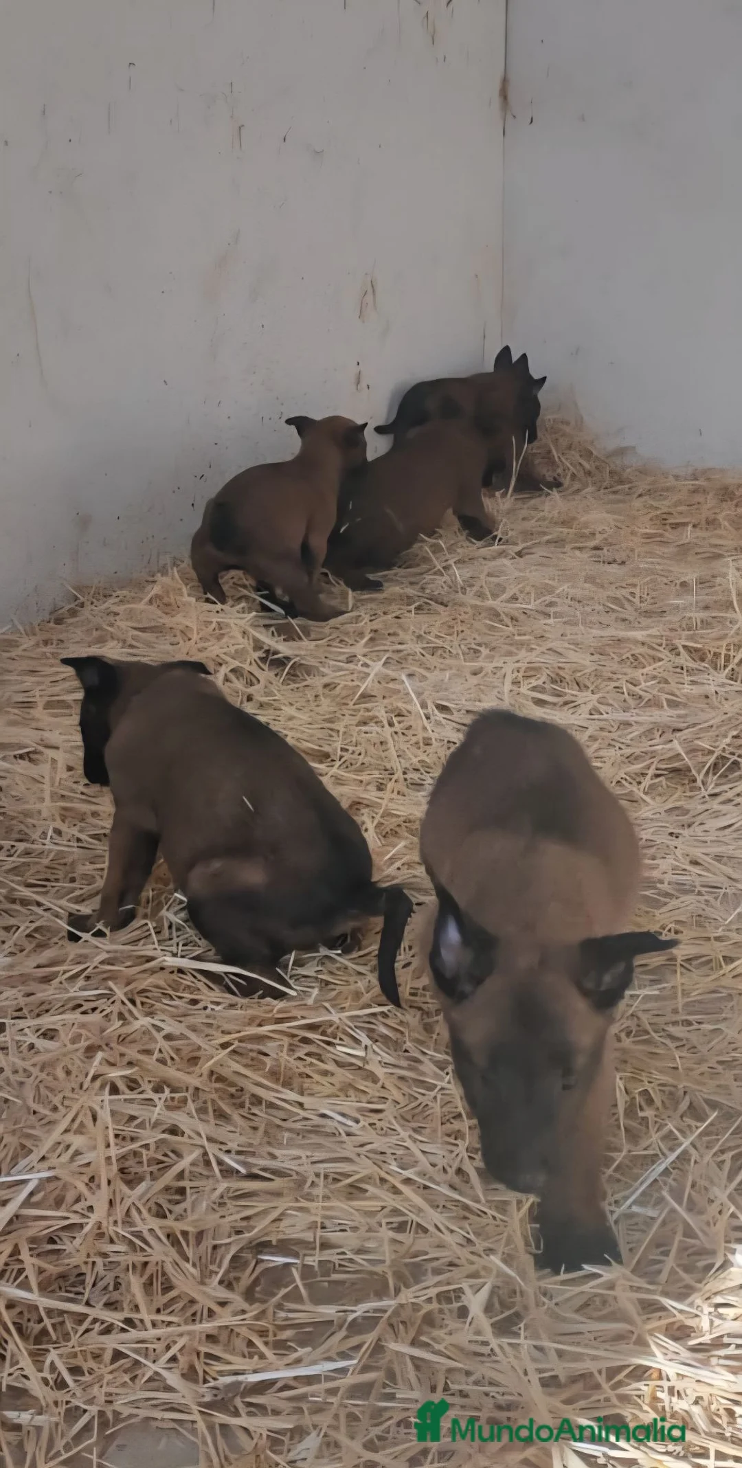 Pastor Belga Malinois perros en venta: Cachorros malinois - Anuncio 3