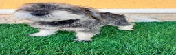 Schnauzer Miniatura perros en venta: Schnauzer miniatura sal y pimienta  - Anuncio 5