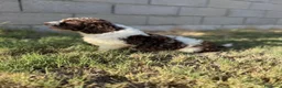 Perro de Agua Español perros en venta: Disponible Perros de agua de Calidad  - Anuncio 15