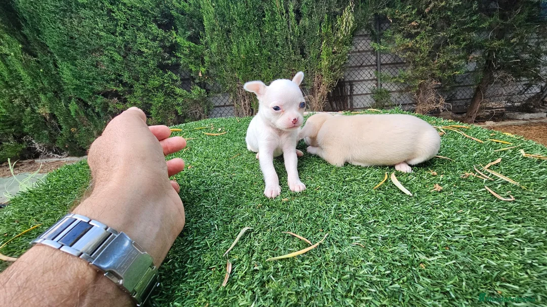 Chihuahua perros en venta: Chihuahuas militoy - Anuncio 2