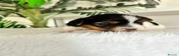 Yorkshire Terrier perros en venta: YORKSHIRE BIEWER  - Anuncio 3