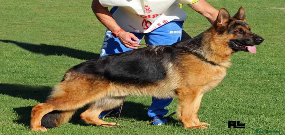 Imagen de galería {{count}}