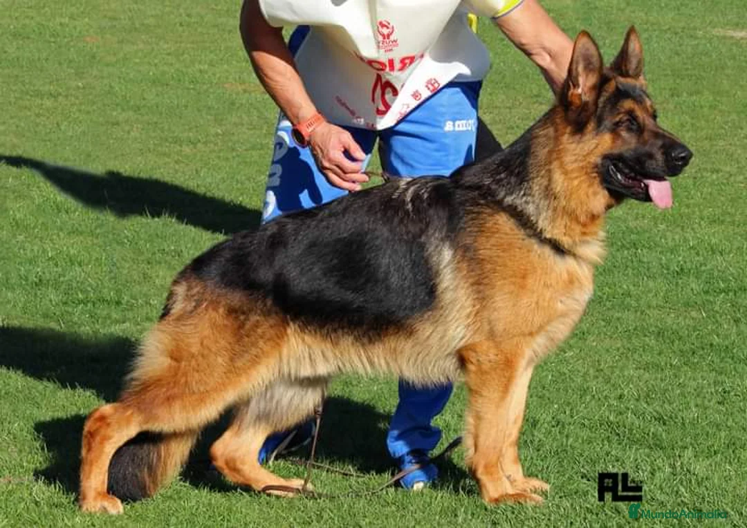 Imagen de galería {{count}}