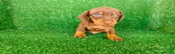 Teckel Miniatura perros en venta: teckel miatura - Anuncio 7