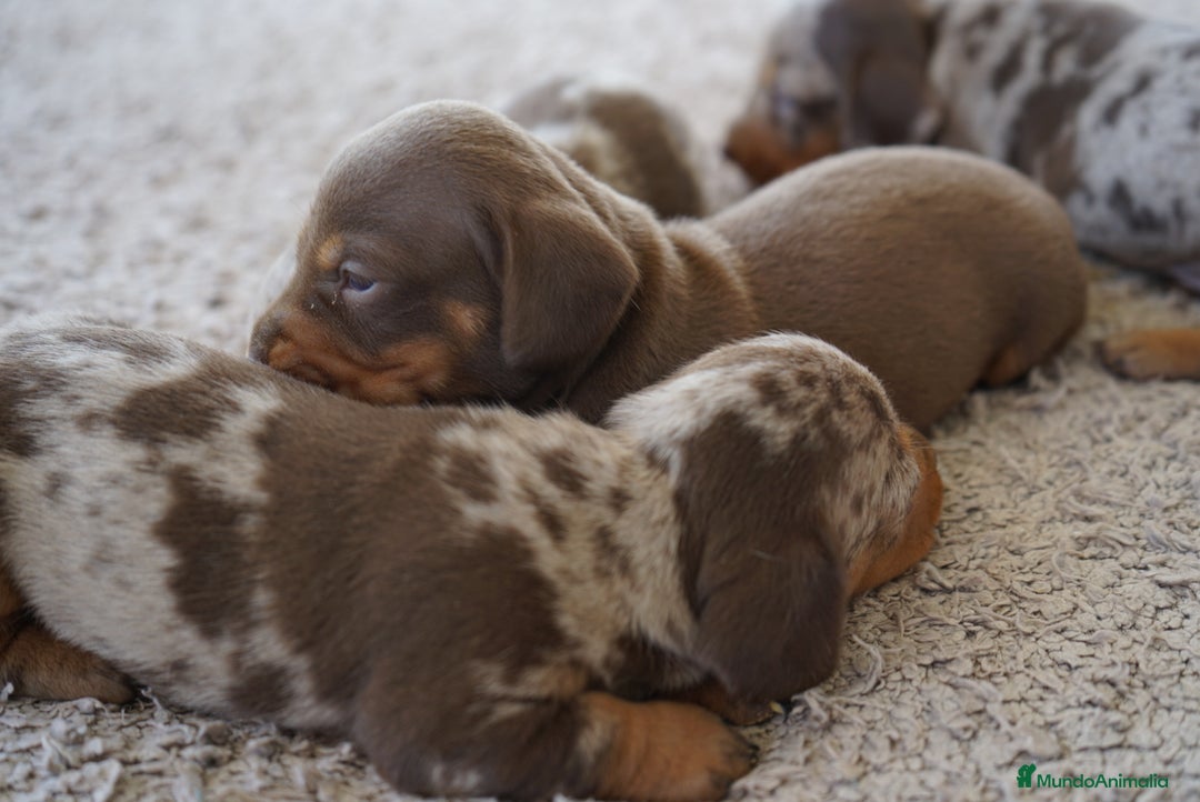 Teckel Miniatura perros en venta: 🐾Frixco, Calypso & Sunny💚 ¡Explosión de ternura! - Imagen 6
