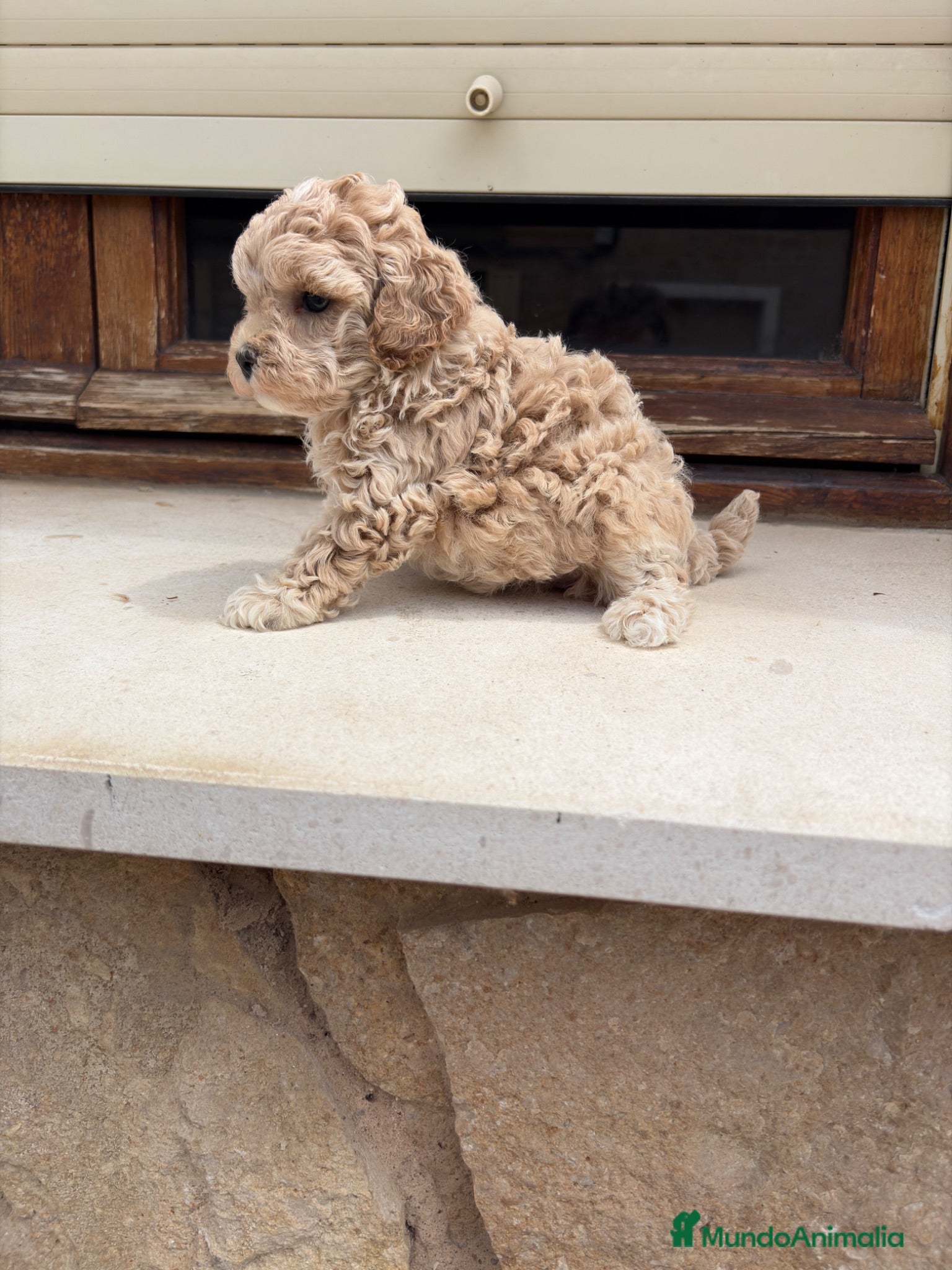 Maltipoo perros Maltipoo - Anuncio 2
