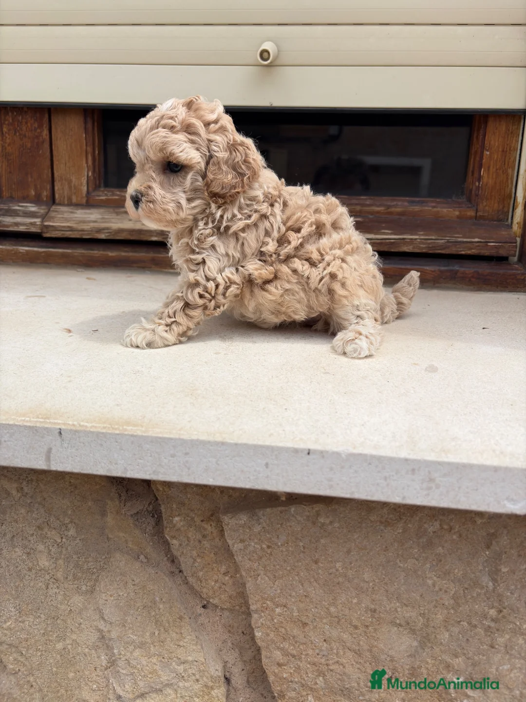 Maltipoo perros en venta: Maltipoo - Anuncio 2