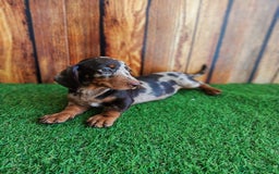Teckel perros en venta: TECKEL - Imagen 1