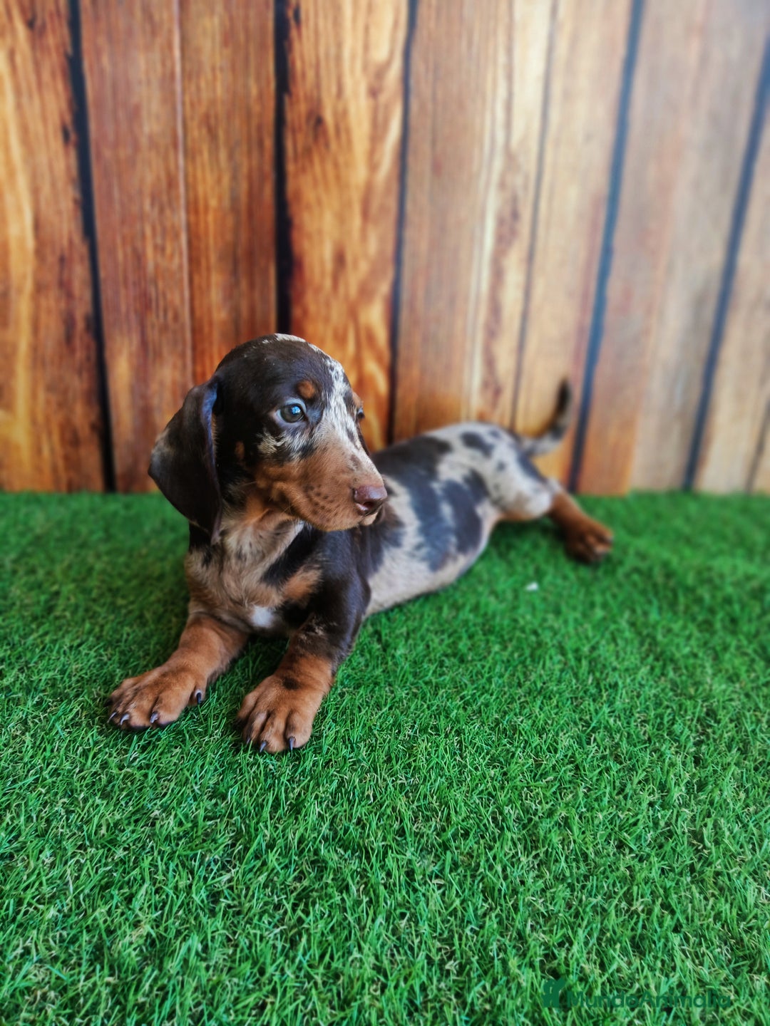 Teckel perros en venta: TECKEL - Imagen 1