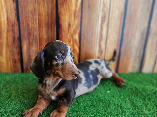 Teckel perros - Anuncio 18