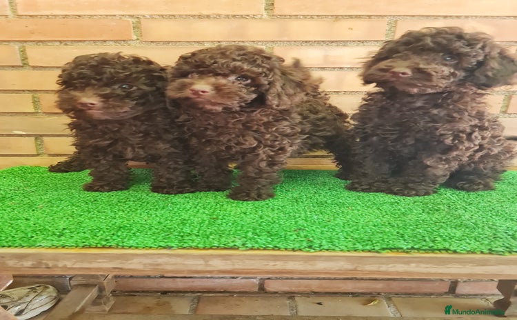 Caniche Enano perros - Propaganda 4