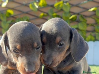 Teckel Miniatura perros TECKEL MINIATURA BLUE AND TAN - Anuncio 16