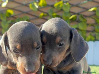 Teckel Miniatura perros TECKEL MINIATURA BLUE AND TAN - Anuncio 30