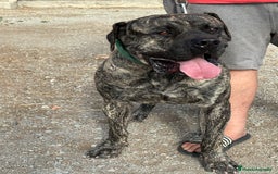 Dogo Canario perros en venta: Cachorros de presa canario - Imagen 7