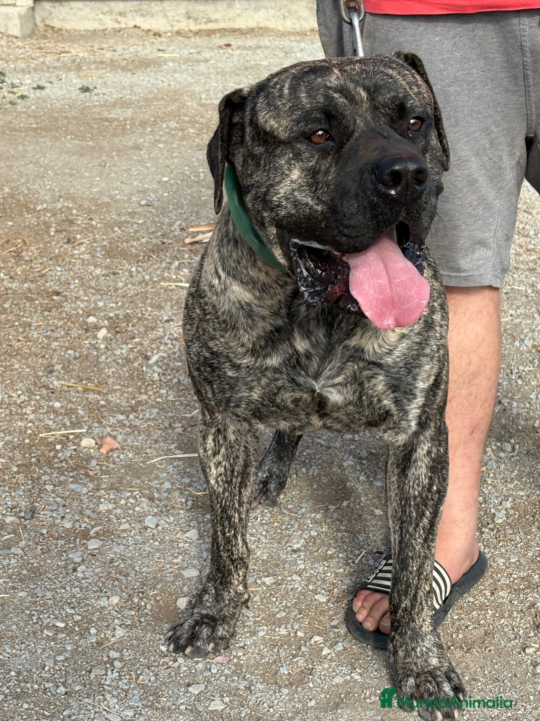 Dogo Canario perros en venta: Cachorros de presa canario - Imagen 7
