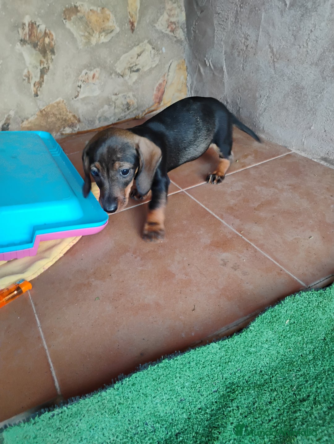 Teckel perros en venta: Cachorra teckel miniatura pelo corto  - Imagen 5