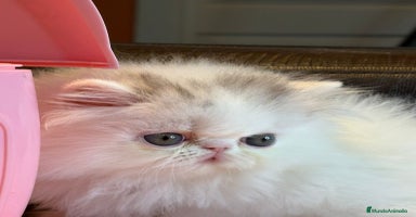 Persa gatos Gatito macho - Anuncio 2