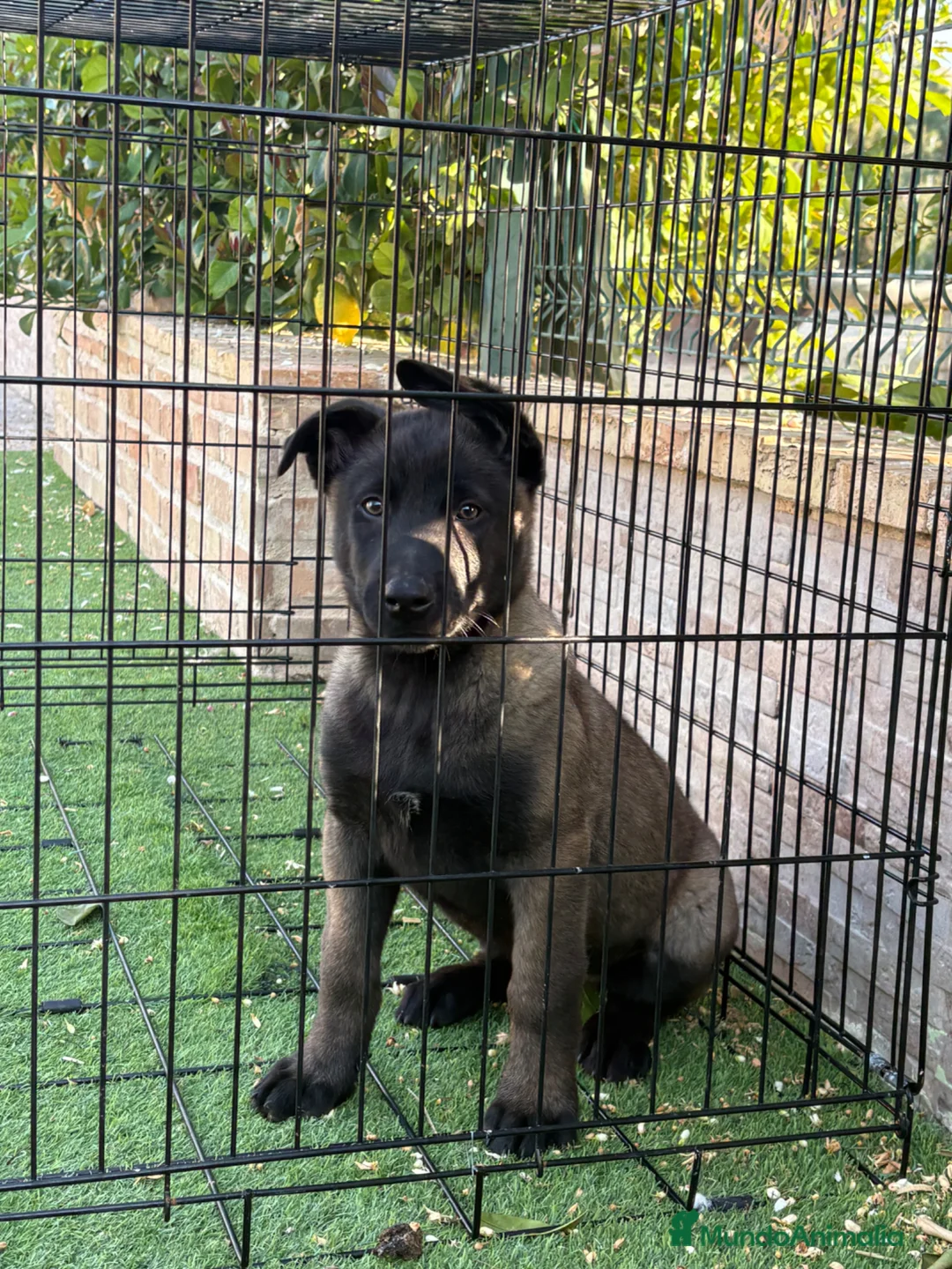 Pastor Belga Malinois perros en venta: Cachorro con pedigree  - Anuncio 2