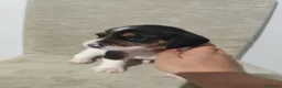 Beagle perros en venta: BEAGLES - Anuncio 17