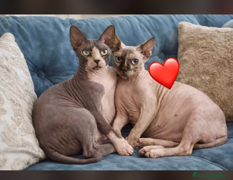 Sphynx gatos Gatitos sphynx disponibles  - Anuncio 2