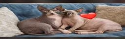 Sphynx gatos en venta: Gatitos sphynx disponibles  - Anuncio 1