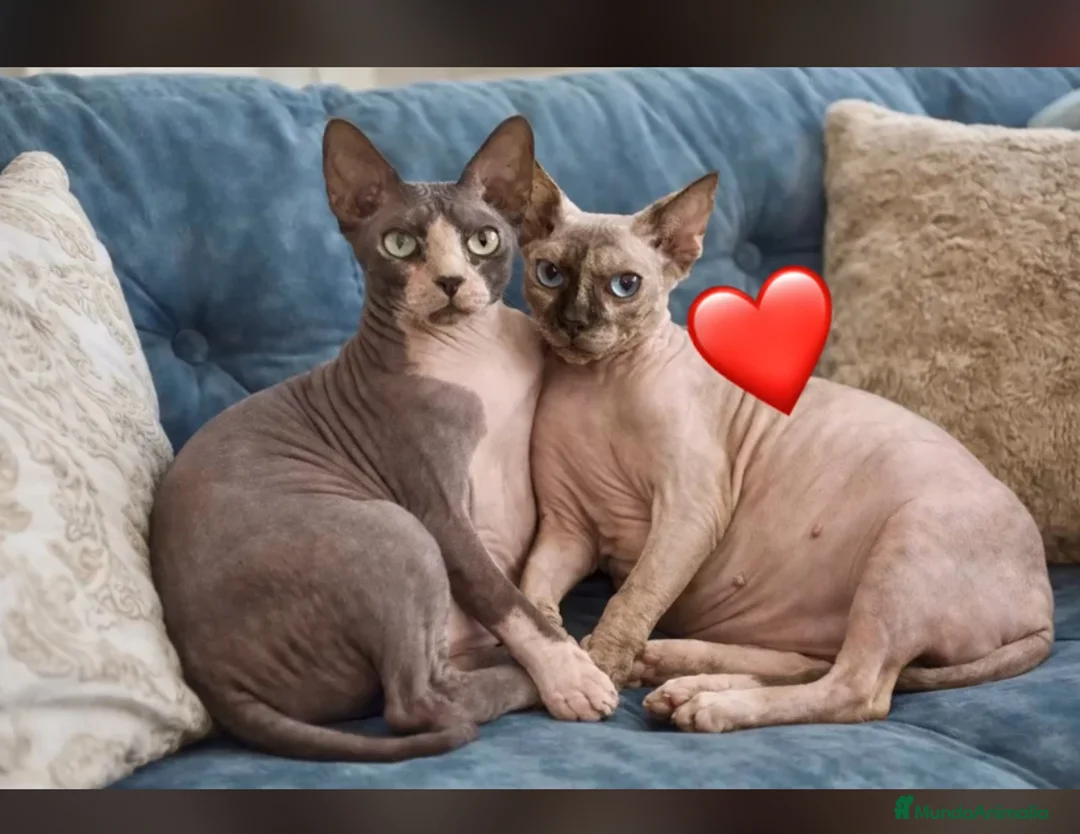 Sphynx gatos en venta: Gatitos sphynx disponibles  - Anuncio 1