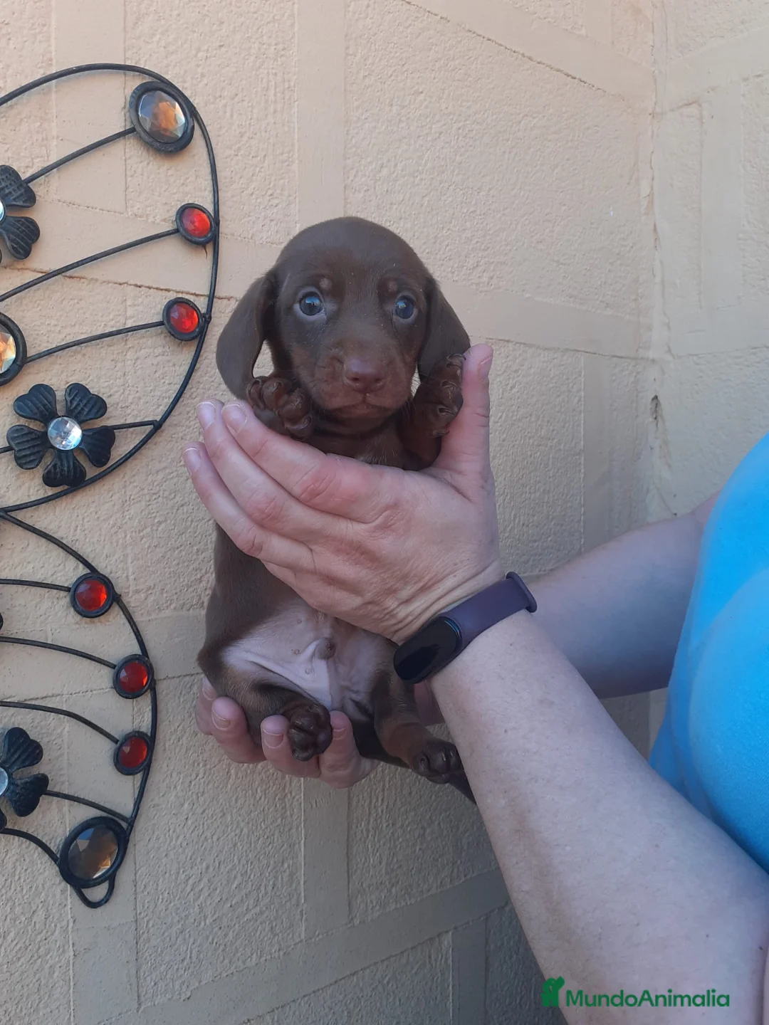 Teckel Miniatura perros en venta: Teckel kaninchen y mini - Anuncio 12