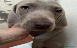 Weimaraner perros en venta: CACHORRITA DE BRACO DE WEIMAR  - Imagen 3
