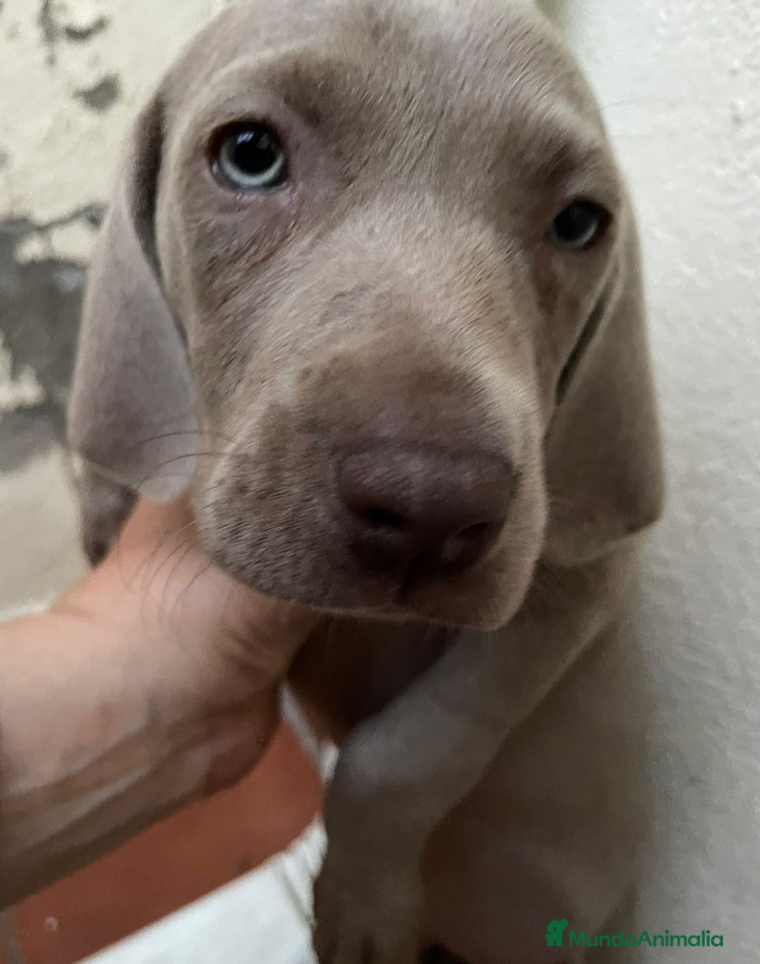 Weimaraner perros en venta: CACHORRITA DE BRACO DE WEIMAR  - Imagen 3