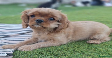 Cavalier King Charles Spaniel perros - Anuncio 7