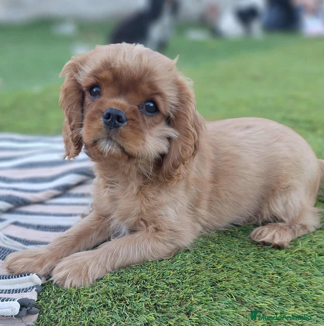 Cavalier King Charles Spaniel perros en venta: Hembra calidad compañia - Imagen 3