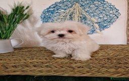 Bichón Maltés perros en venta: CAMADA DE BICHÓN MALTÉS  - Imagen 2