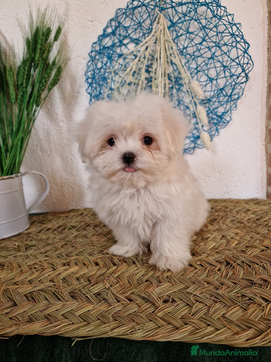 Bichón Maltés perros en venta: CAMADA DE BICHÓN MALTÉS  - Imagen 2