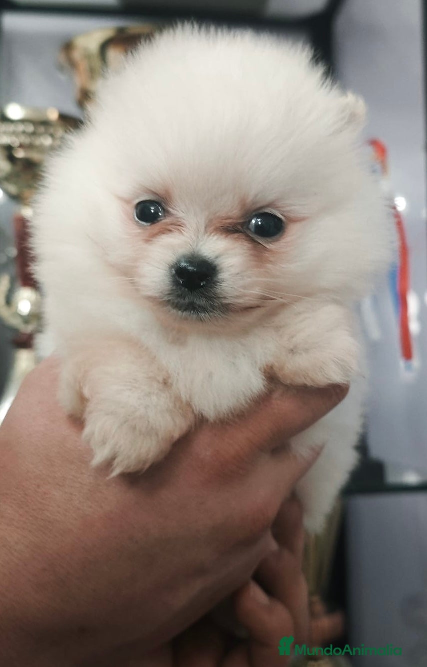 Pomerania perros Preciosos Lulú Pomerania crema - Anuncio 2