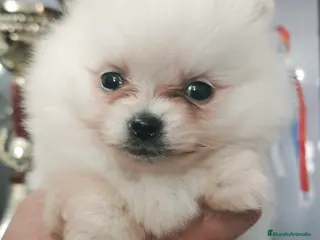 Pomerania perros Preciosos Lulú Pomerania crema - Anuncio 2