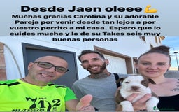 American Staffordshire-Terrier perros en venta: American Stanford, mis pequeños - Imagen 24