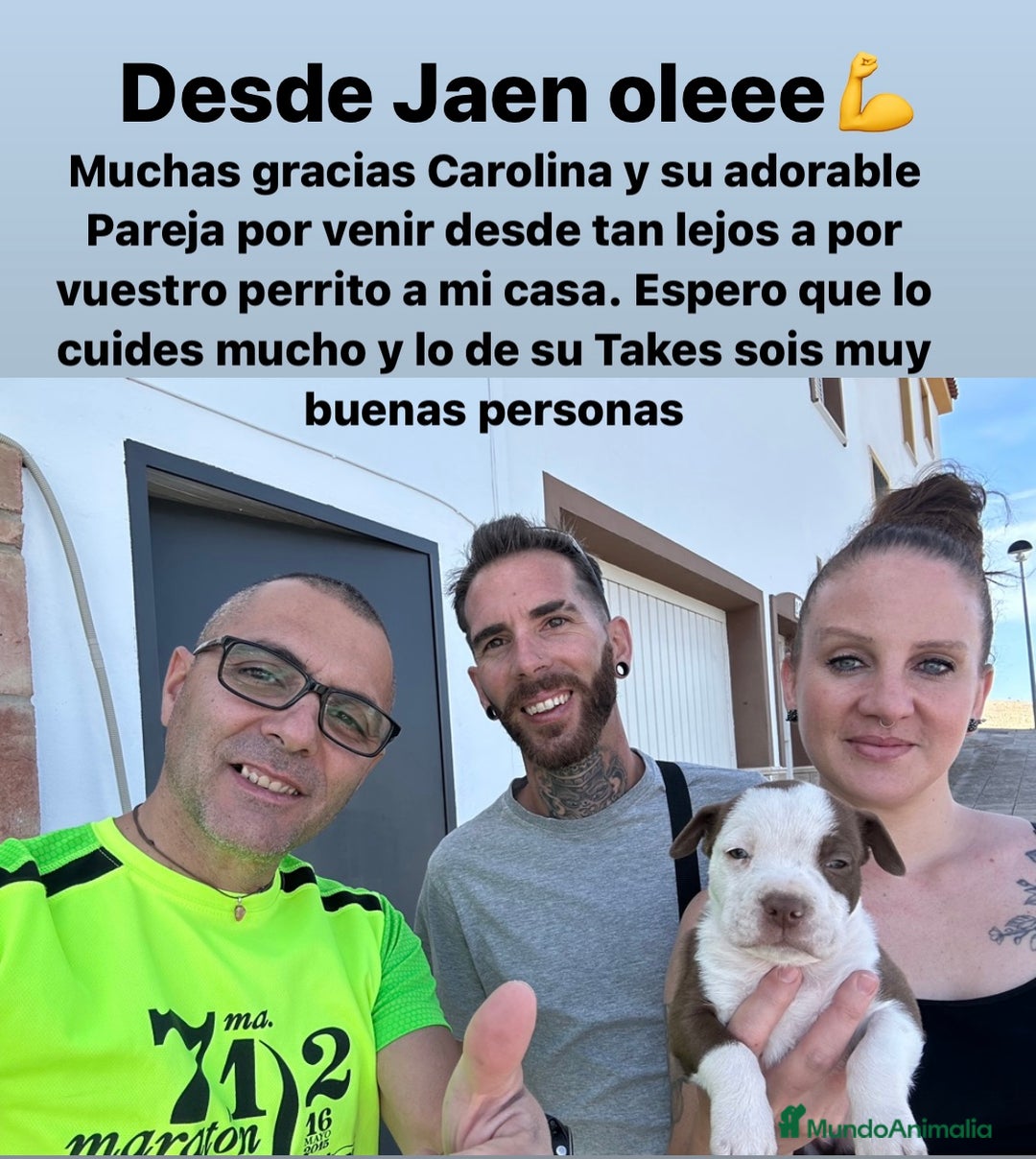 American Staffordshire-Terrier perros en venta: American Stanford, mis pequeños - Imagen 24