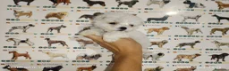 Bichón Maltés perros en venta: Bichón maltés americano - Anuncio 4