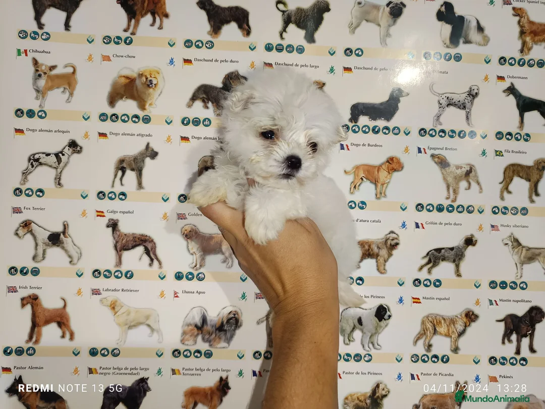 Bichón Maltés perros en venta: Bichón maltés americano - Anuncio 4