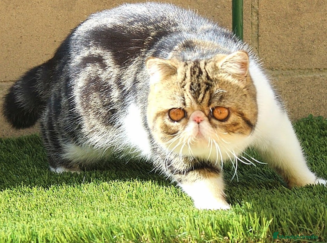 Exótico de Pelo Largo gatos en venta: Gatita exotica  - Anuncio 6