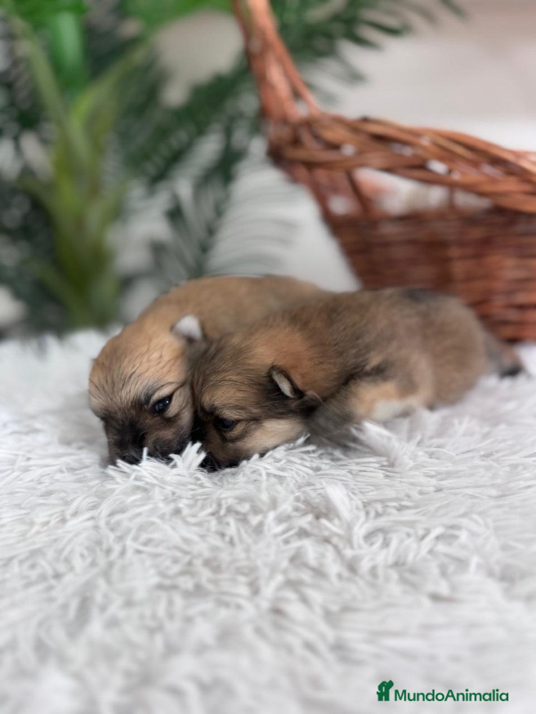 Pomerania perros en venta: POMERANIA MACHO - Imagen 7