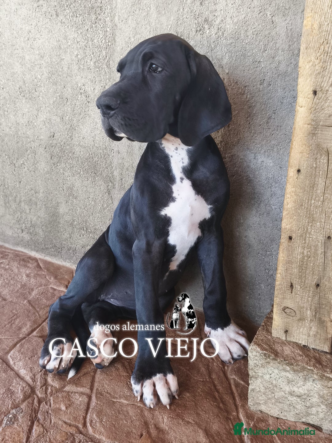 Dogo Alemán perros en venta: Cachorros de Dogo Alemán - Imagen 19