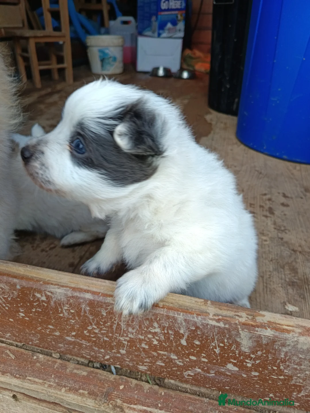 Pomerania perros en venta: Pomerania  - Anuncio 4