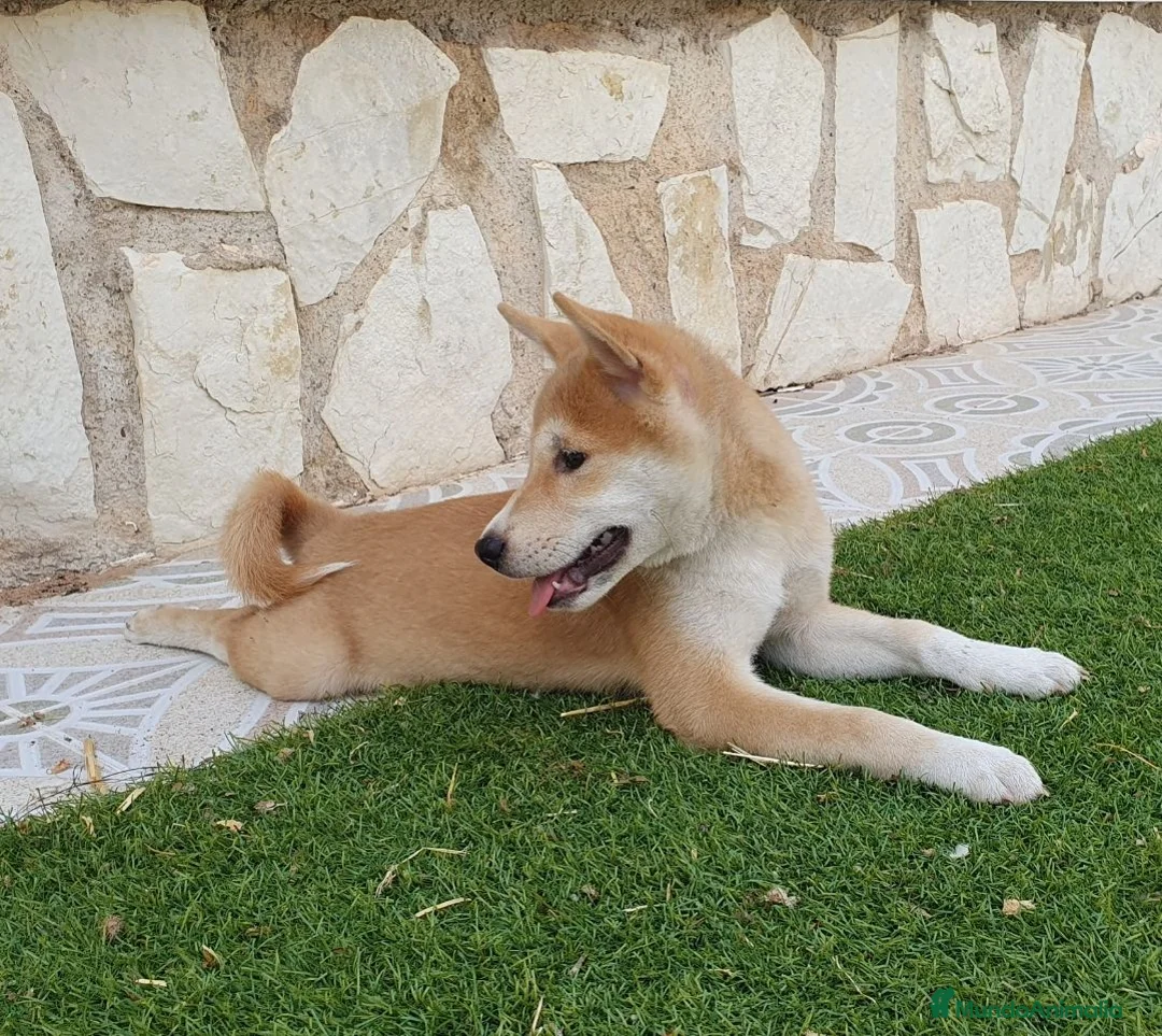 Shiba Inu perros en venta: Shiba Inu Cachorros - Anuncio 2
