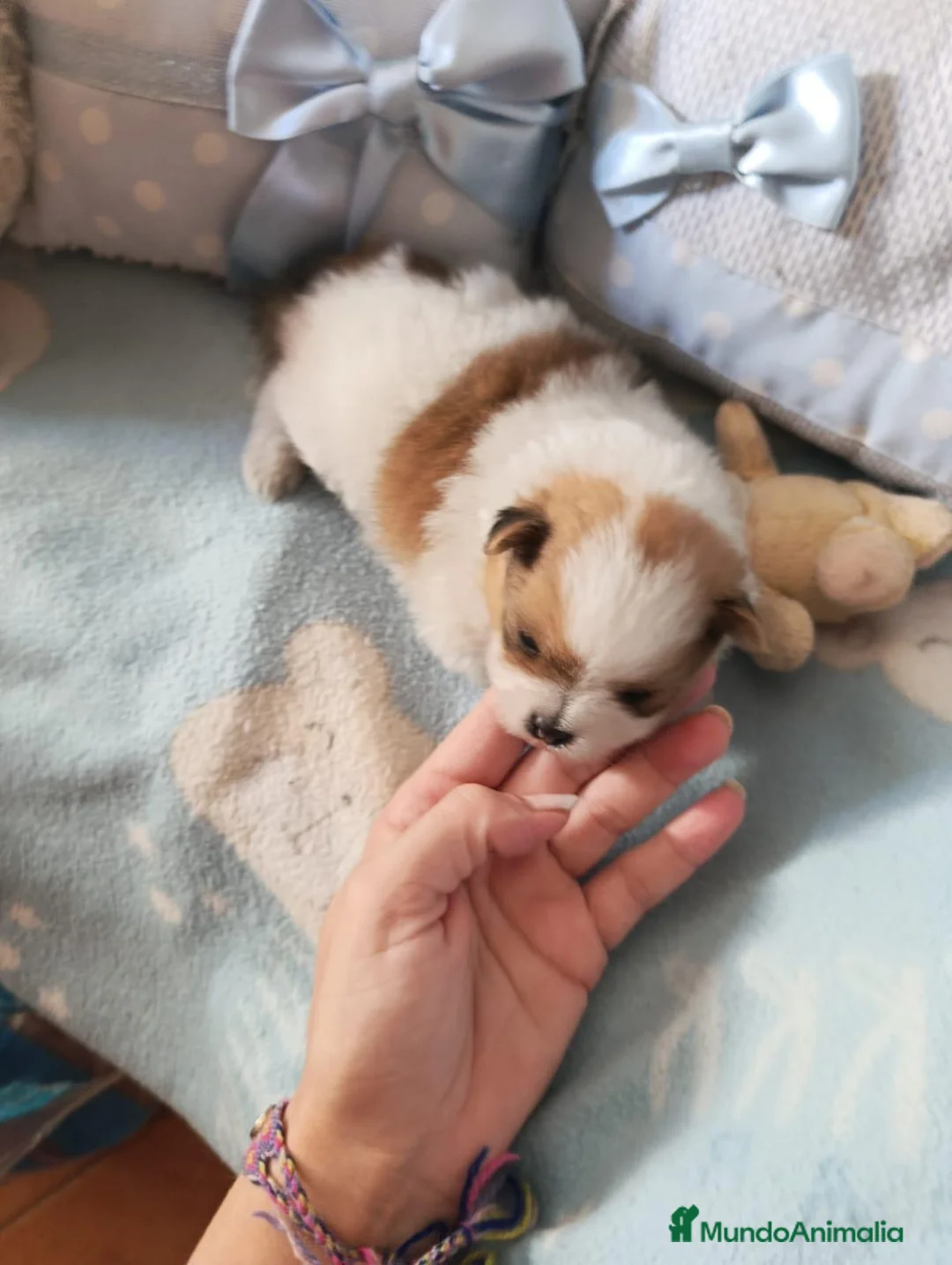 Pomerania perros en venta: Pomerania ositas hembras toy  - Anuncio 2