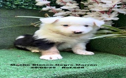 Border Collie perros en venta: Border Collie De Villa Biznaga - Imagen 17