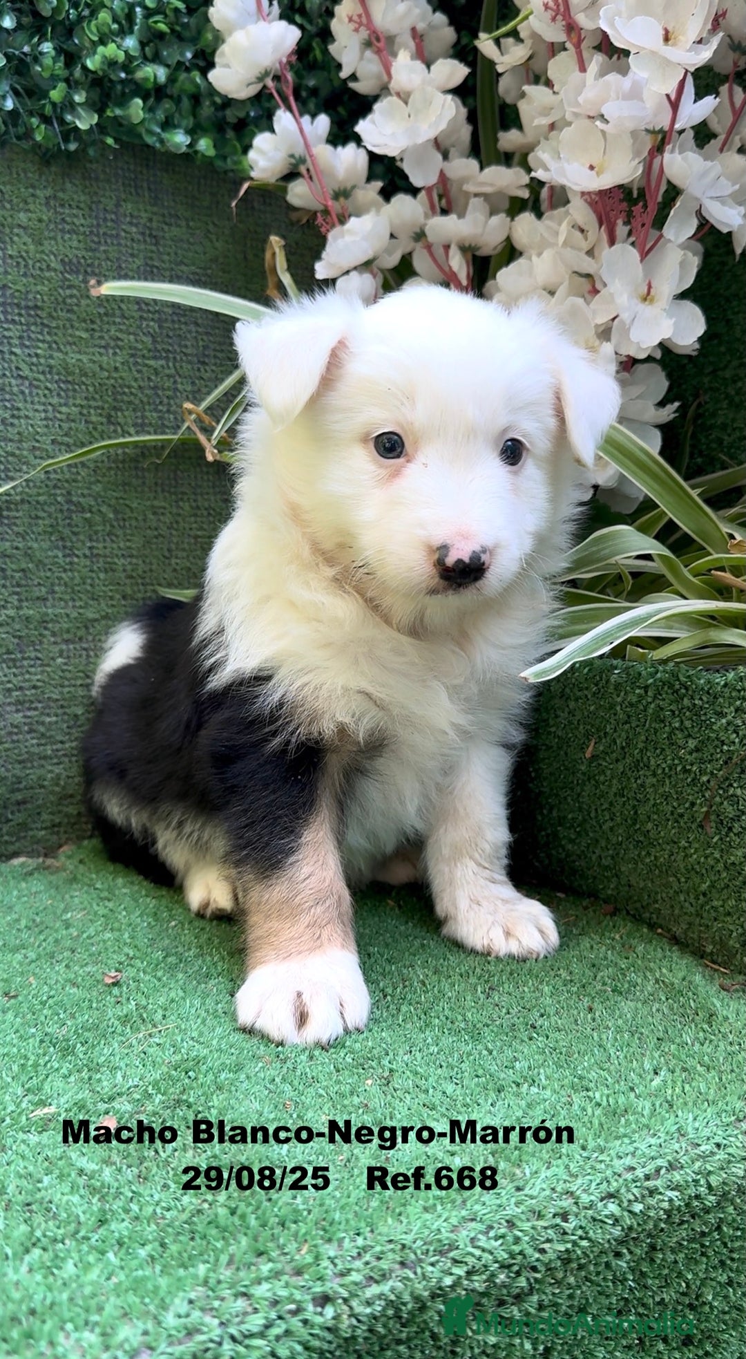 Border Collie perros en venta: Border Collie De Villa Biznaga - Imagen 17
