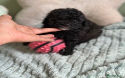 Caniche Toy perros en venta: CANICHE TOY NEGROS DISPONIBLES - Imagen 3